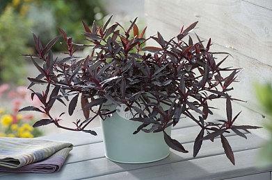 《佣兵传说》系列即将登陆Steam 10月12日发售支持中文